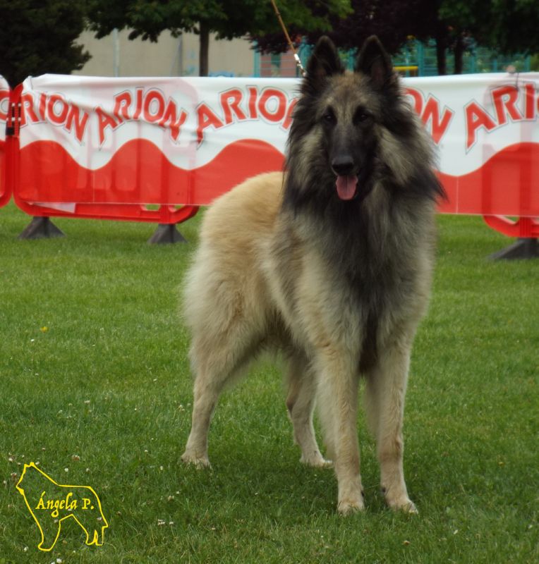 Quini Del Clamiu EXC1 abierta machos 